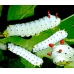 Cherry Moth promethea 10 larvae